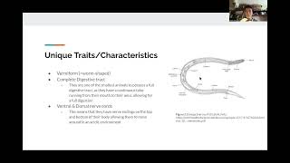 Lab 7 Protostomes Video  BIOL 112 [upl. by Nani]