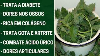 1 Folha Destrói Diabetes Colesterol Ruim Inflamação Dor Artrite Artrose Inchaço Sabia disso [upl. by Ymorej]