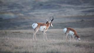 Hunting Colorado Pronghorn [upl. by Neztnaj]