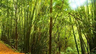 Cryptocoryne albida and Microsorum in Khao Sok National Park [upl. by Furgeson]