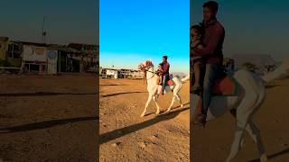 Horse 🐎 Riding  horse horses ghoda horseriding horselover ytvideo shortsfeed dhruhi [upl. by Nim]