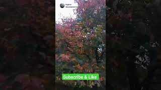 Persimmon tree 🌴 Noori Bhonja 🏡 kaghan valley🏞️ shorts ytshorts trending viralvideo [upl. by Erihppas313]