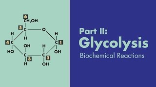 Glycolysis  Biochemical Reactions  MEDZCOOL [upl. by Etnoled]