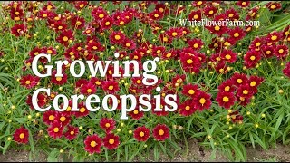 Growing Coreopsis [upl. by Reivax]