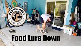 Luring Down with Food  Weimaraner  Dog Training  Naples FL [upl. by Chrisy407]