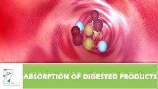 ABSORPTION OF DIGESTED PRODUCTS [upl. by Oravla727]