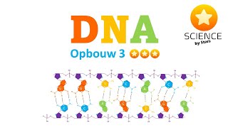 DNA 3  waterstofbruggen Hbruggen 5 en 3  antiparallele structuur en volledige DNA opbouw [upl. by Nylac]