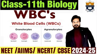 WBCs White Blood cells  Body Fluids And circulation class 11 Biology NEET [upl. by Iruy]