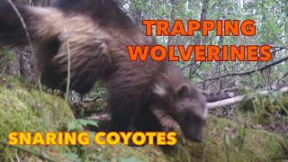 Wolverine Trapping amp Snaring Coyotes Building the Ultimate Wolverine Cubby trapping wolverine [upl. by Henriha]