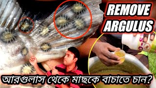 fish parasite  how to remove argulus in fish  কিভাবে মাছ স্বরিল আরগুলাস fishinfo lice [upl. by Alleber]