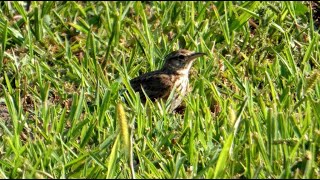 Búbospacsirta Galerida cristata  Crested Lark [upl. by Bihas]