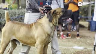 Real Boerboels  Zimbabwe National Boerboel Show Highlights  9Minute Recap of a 4Hour Event [upl. by Anaira235]