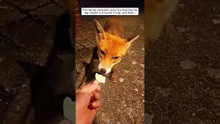 This family rescued a poor fox that had its leg caught in a hunters trap then fox foxy short [upl. by Ecnal]