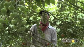 Tradecorp TV  Prácticas Culturales en Tomate Cherry Parte 3 [upl. by Kirsch422]