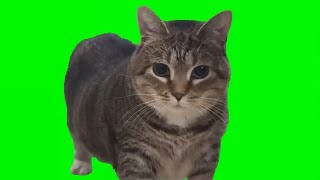 cat reacts to spinning oiiaoiia cat meme🐈‍⬛😹 [upl. by Bass]