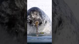 What is the purpose of the narwhal’s tusk An interesting fact you might not know narwhal whale [upl. by Eicaj]