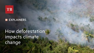 How deforestation impacts climate change [upl. by Laina]