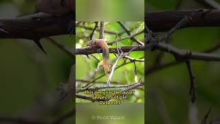 The Butcher Bird  The Shrike [upl. by Persas]