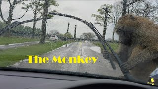 Knowsley Safari Park The Monkey Part 2 [upl. by Rigdon]