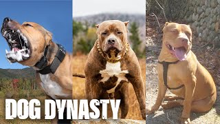 RIP The Fallen Legends Of DDK9s  DOG DYNASTY [upl. by Cloris765]