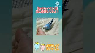 【セキセイインコ】足と格闘してるよ！ [upl. by Kentiggerma]