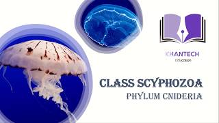 Class Scyphozoa  Classification of Phylum Cnidaria [upl. by Thurstan]