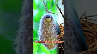 PENDULINE TIT Bird trending shorts telugu shortsfeed [upl. by Lleznol]