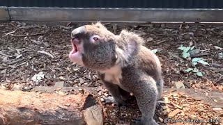 Koala Making Scary Noises  Must See [upl. by Tris437]