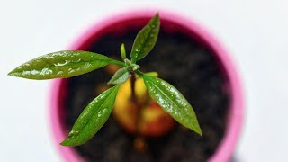 How to Grow an Avocado Tree from a Pit EASY [upl. by Dabney130]