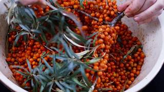 Simple Sea buckthorn recipes  Part 1 [upl. by Costanza219]