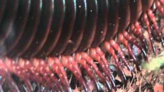 Spettacolare Millepiedi Gigante Africano  Wonderful Giant African Millipede [upl. by Ak]