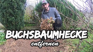 BUCHSBAUMHECKE entfernen [upl. by Valdis]