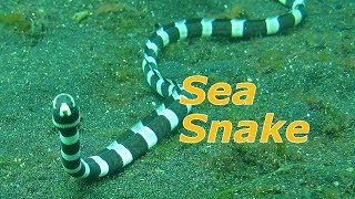 🐍 Coral Reef Snake Sea Snake in the Pacific Ocean 🌊 [upl. by Enidan]