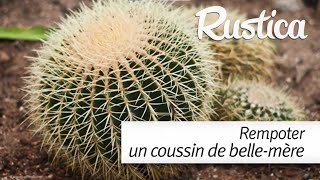 Comment rempoter le quotcoussin de bellemèrequot ou Echinocactus [upl. by Elyod]