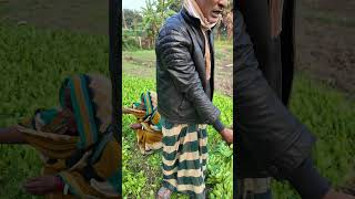 ক্ষেত থেকে সরাসরি পালং শাক ক্রয় করতেছি vegetables farmer agriculture spinach agriculturelife [upl. by Gnilyarg825]