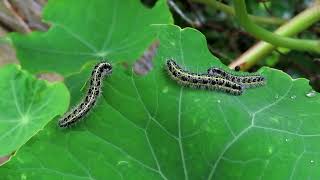 Large White butterfly  caterpillars [upl. by Aicirpac732]