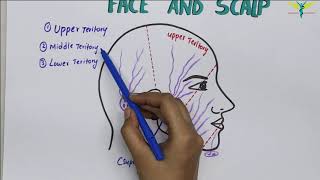 Lymphatic Drainage Of Face and Neck  Lymphatic Territories [upl. by Gabi]