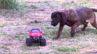 Hannoverscher Schweißhund stellt Auto HS Jagdhundwelpe vs Modelauto [upl. by Hajile]