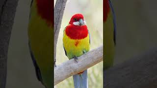 The decadently colourful Eastern Rosella wildlife natureaudio birdsofaustralia naturesounds [upl. by Yelsehc977]