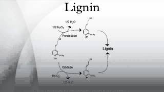 Lignin [upl. by Bible]