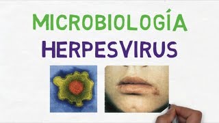 Microbiología Herpesvirus Generalidades [upl. by Bessie]