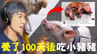 100天後吃的寵物豬 Eaten Pet Pig after 100 days [upl. by Laryssa]