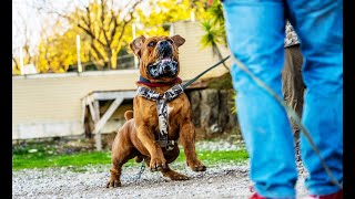 Protection Working Elite Boerboels [upl. by Ieso]