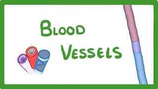 GCSE Biology  Blood Vessels 24 [upl. by Derag204]