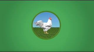 Chicken Full Stream Valorization an illustration of our Symrise Circular Economy approach [upl. by Rosina]