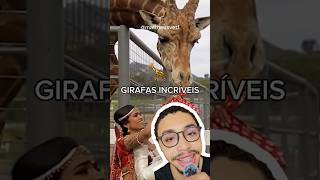 GIRAFAS INCRÍVEIS 🦒 girafas shorts [upl. by Kaule]