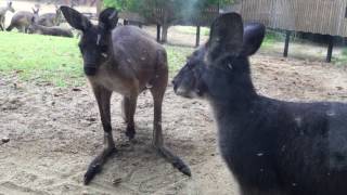 ケナガワラルーとクロカンガルー（豊橋総合動植物公園／のんほいパーク） 2017年8月5日 [upl. by Ramyaj667]