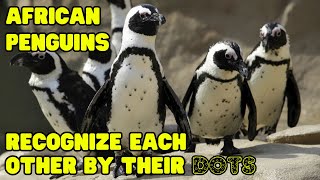 African Penguins Recognize Each Other by Their Polka Dot Patterns [upl. by Fem772]