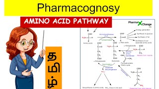 amino acids pathway  pharmacognosy2  Unit 1  tamil [upl. by Ainesej681]