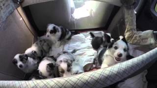 Australian Shepherd Puppies birth to eight weeks [upl. by Assiral]